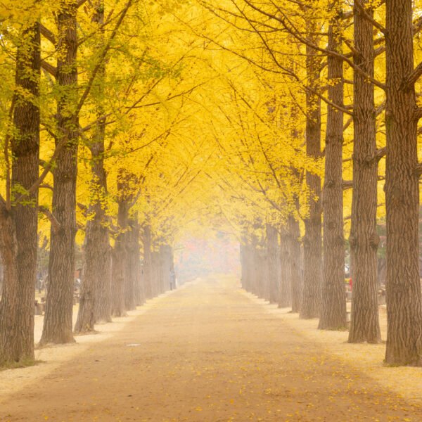 Korea (autumn)-landmark1